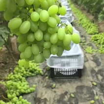 河北精品维多葡萄大量上市质量好，价格便宜量大价格便宜