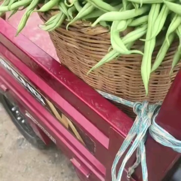 甘肃无筋豆甘肃豆王大量上货品质优现摘现发可视频看货