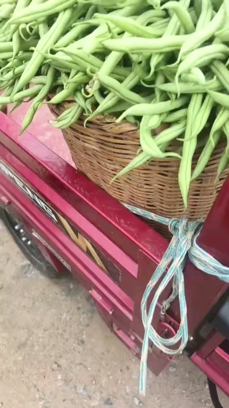 甘肃无筋豆甘肃豆王大量上货品质优现摘现发可视频看货