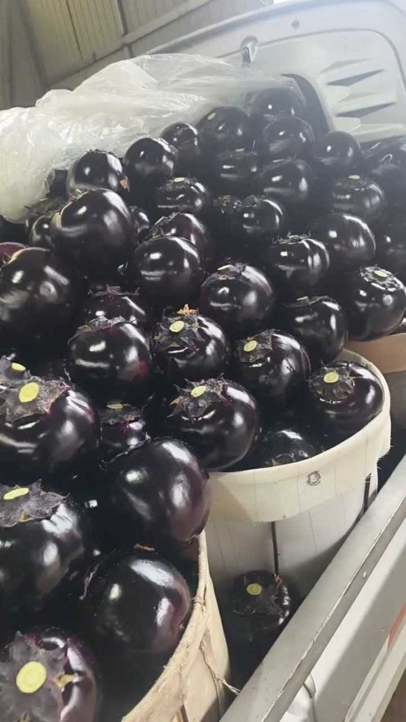 山东寿光精品紫光圆茄全年有货支持各种平台