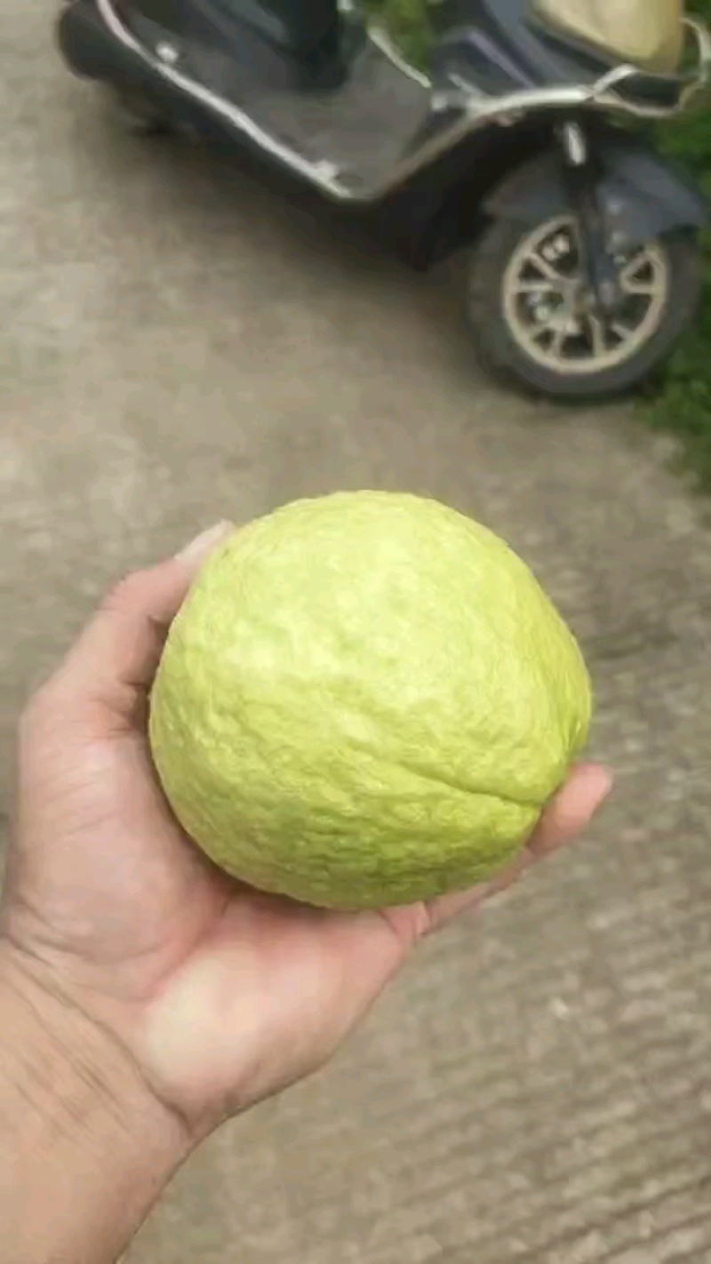 芭乐番石榴