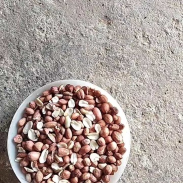 【精品】榨油米花生米合作社自产自销量大价优各种规格欢迎来