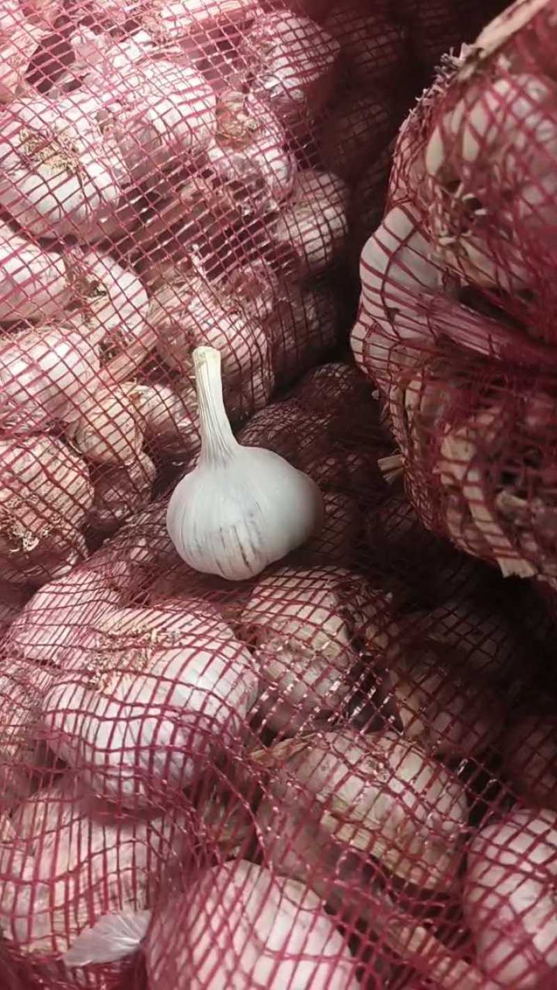 【精选大蒜】山东大蒜金乡大蒜干蒜长期供货产地直发货源充足