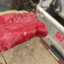 无籽麒麟美都、有籽麒麟美都保质保量大量供应中huoxu