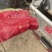 无籽麒麟美都、有籽麒麟美都保质保量大量供应中huoxu