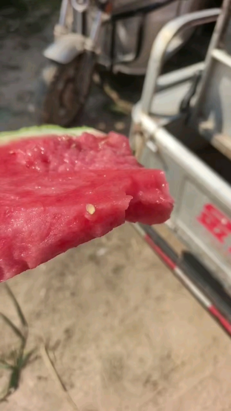 无籽麒麟美都、有籽麒麟美都保质保量大量供应中huoxu
