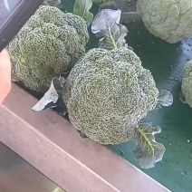 【精品】西兰花山西文水县大量上市耐寒，支持散装，箱装