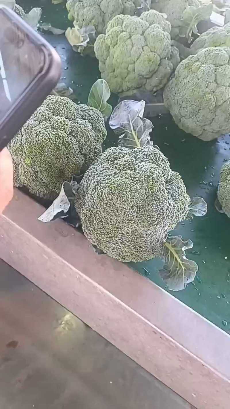 【精品】西兰花山西文水县大量上市耐寒，支持散装，箱装