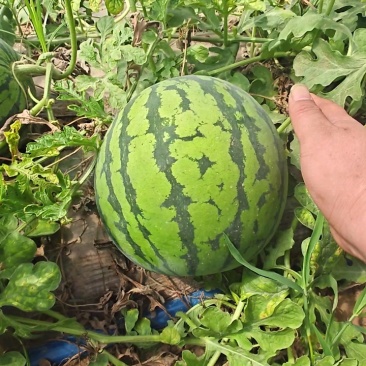大量供应优质麒麟瓜，品质好价格便宜，质量好，需要的联系