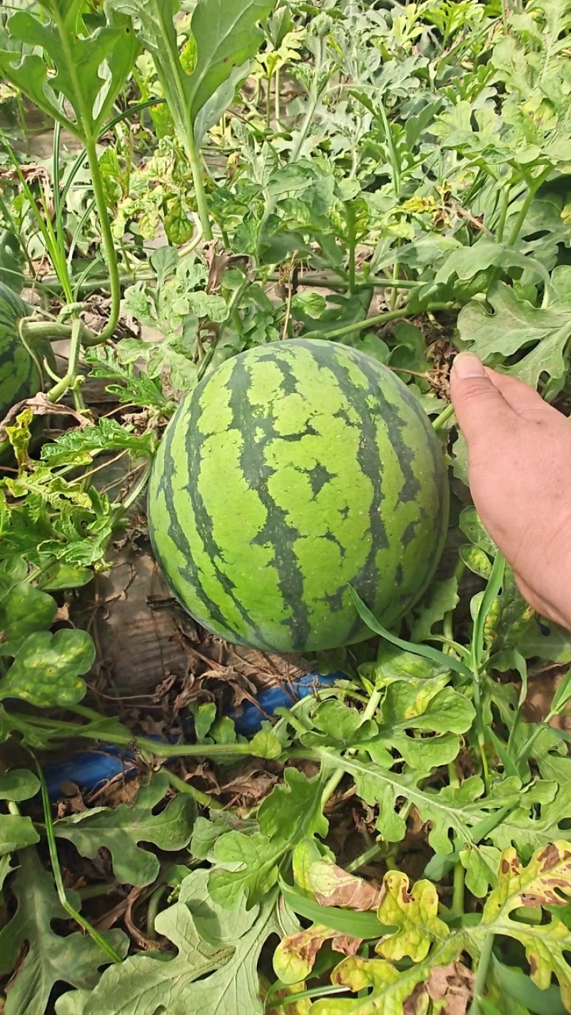 大量供应优质麒麟瓜，品质好价格便宜，质量好，需要的联系