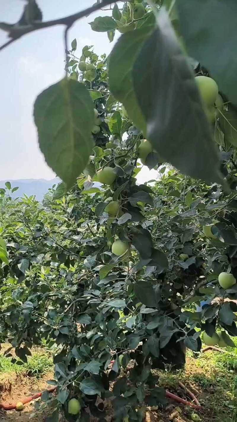 费县辽伏苹果，七毛一斤，个大味甜！