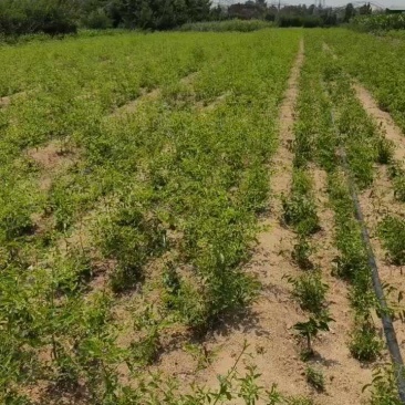 油蟠枣树苗基地直发，龙蟠枣苗价格