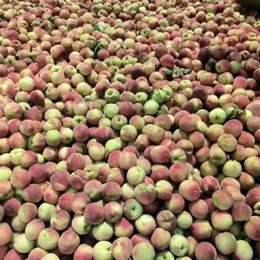 精品毛桃6万斤，量大装车中！