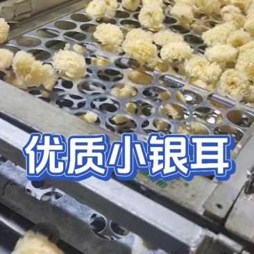 椴木银耳银耳椴木小银耳各种规格齐全电商货源软糯