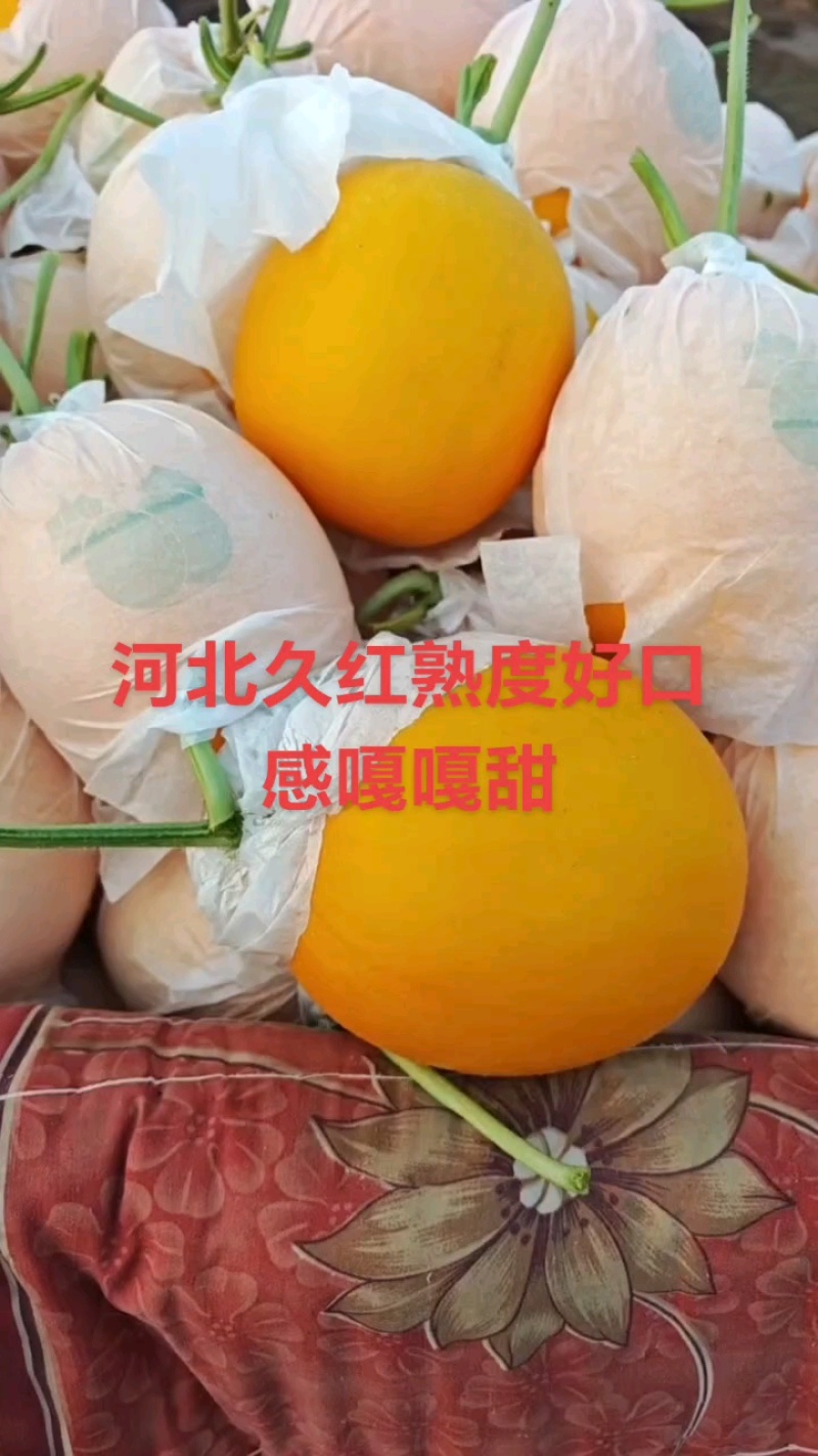 河北衡水饶阳县久红瑞甜瓜