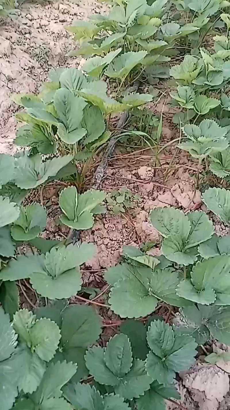 天仙醉草莓苗基地直发地栽苗可提供技术指导成活率高量大从优