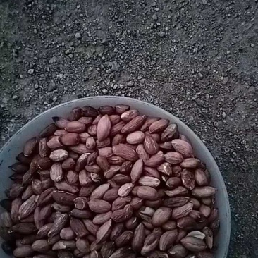 2025年小粒花生米红皮五级，小瘪花生米食用，