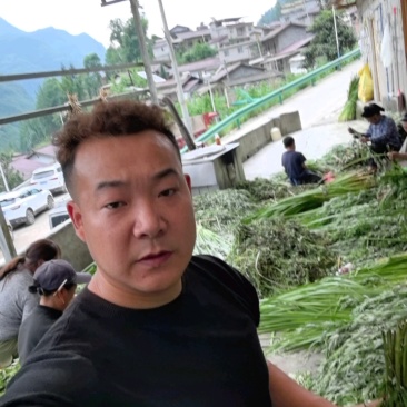 供应艾草【保质保量】端午艾草艾草支持上门看货基地批发