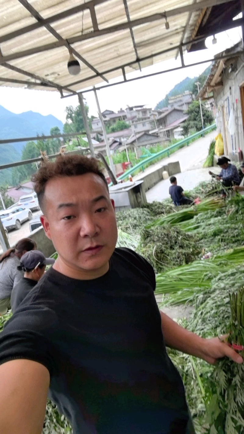 供应艾草【保质保量】端午艾草艾草支持上门看货基地批发