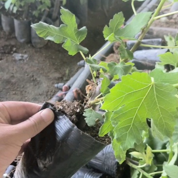 无花果苗根系发达粗度1公分以上久留米芭劳奈无花果苗
