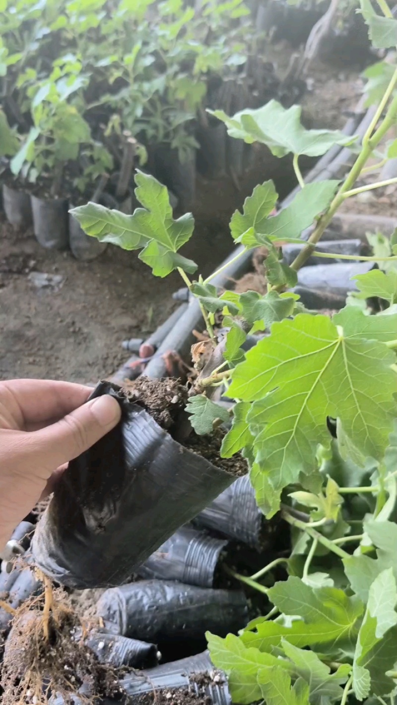 无花果苗根系发达粗度1公分以上久留米芭劳奈无花果苗