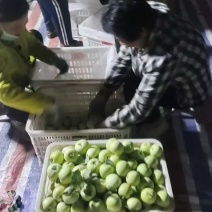 山东产地精品辽伏苹果大量现货大量上市产地直发一手货源对接