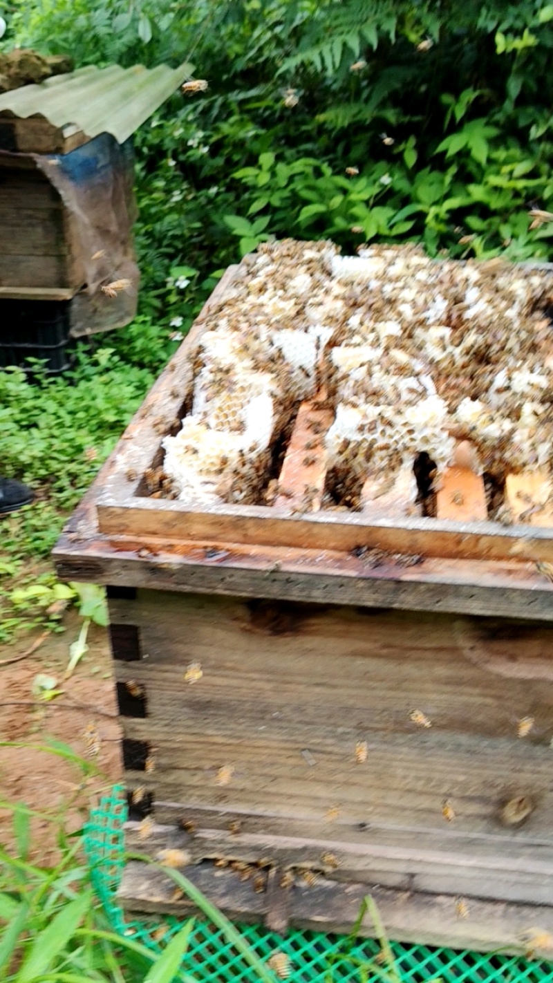 大量供应纯正野生土蜂蜜。货真价实，假一赔十，欢迎老板购买