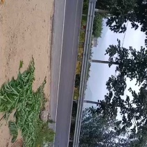 山东辽伏苹果/山东青苹【热卖中】产地现摘现发，规格齐全，