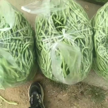 甘肃架豆王豆角大量有货品质优可视频看货