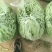 甘肃架豆王豆角大量有货品质优可视频看货