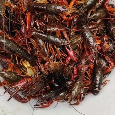 洪湖清水小龙虾，蟹塘虾价格详谈每日行情波动1-2元