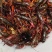 洪湖清水小龙虾，蟹塘虾价格详谈每日行情波动1-2元