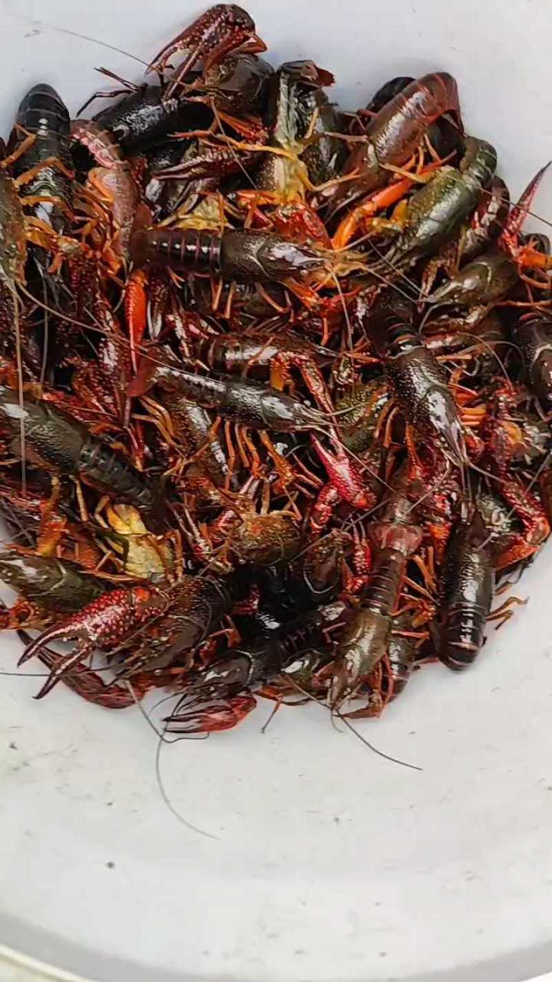 洪湖清水小龙虾，蟹塘虾价格详谈每日行情波动1-2元