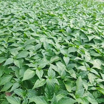 辣椒苗螺丝椒黑线椒黄线椒薄皮泡椒黄尖椒朝天椒