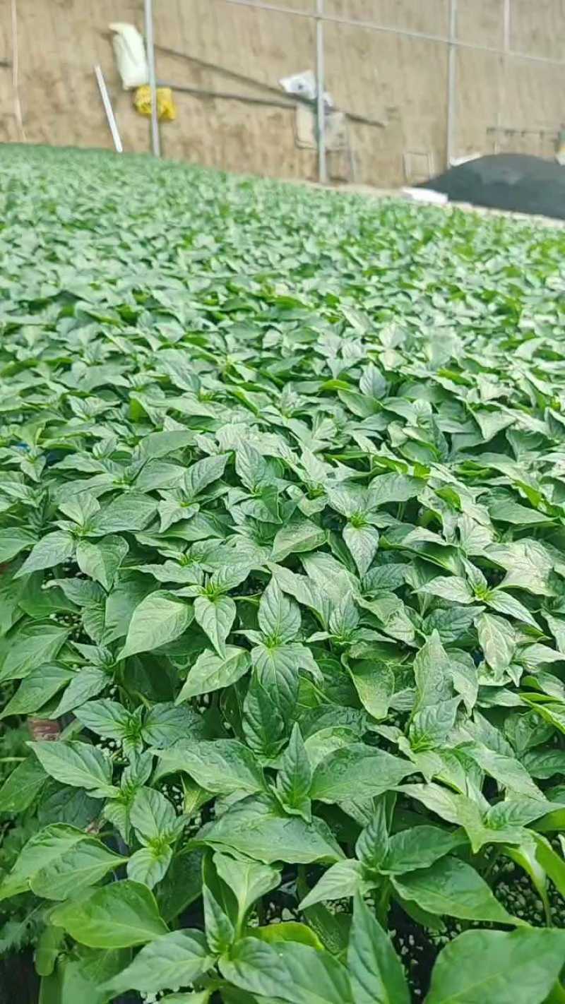 辣椒苗螺丝椒黑线椒黄线椒薄皮泡椒黄尖椒朝天椒