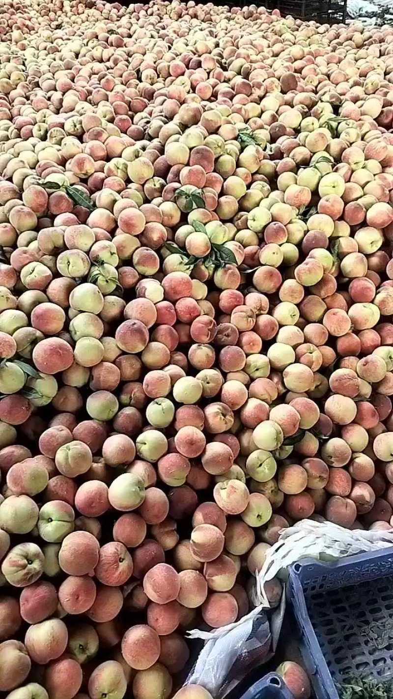 突围毛桃四两起步，货源充足，发往哈尔滨