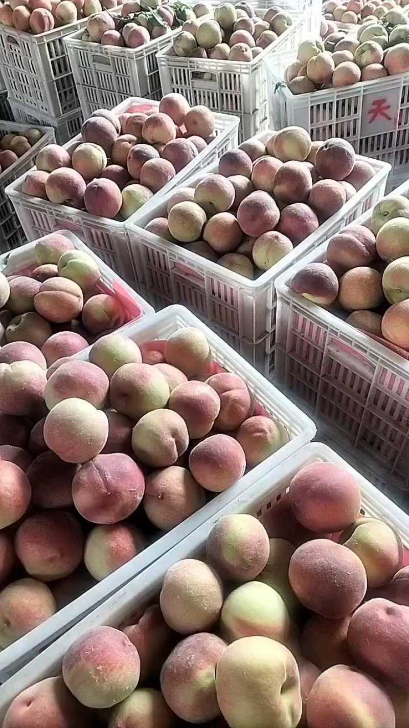 突围毛桃四两起步，货源充足，发往哈尔滨