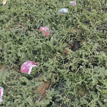 唐山陆地王上市，8斤打底，轻微包伤价优！