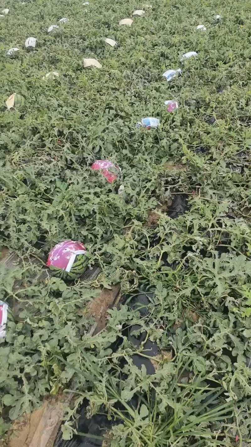唐山陆地王上市，8斤打底，轻微包伤价优！