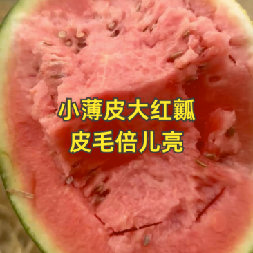 小薄皮大红瓤，皮毛倍儿亮！