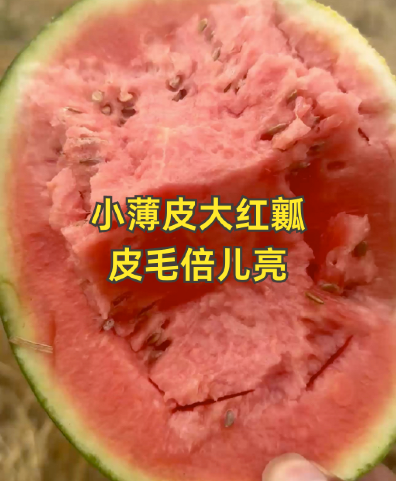 小薄皮大红瓤，皮毛倍儿亮！