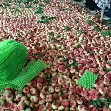中华寿桃基地直发现摘现发品质保证欢迎来电
