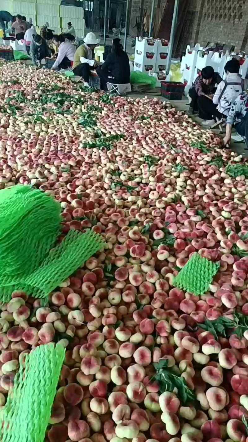 中华寿桃基地直发现摘现发品质保证欢迎来电