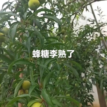 蜂糖李大果5斤装168元，小果5斤装128元