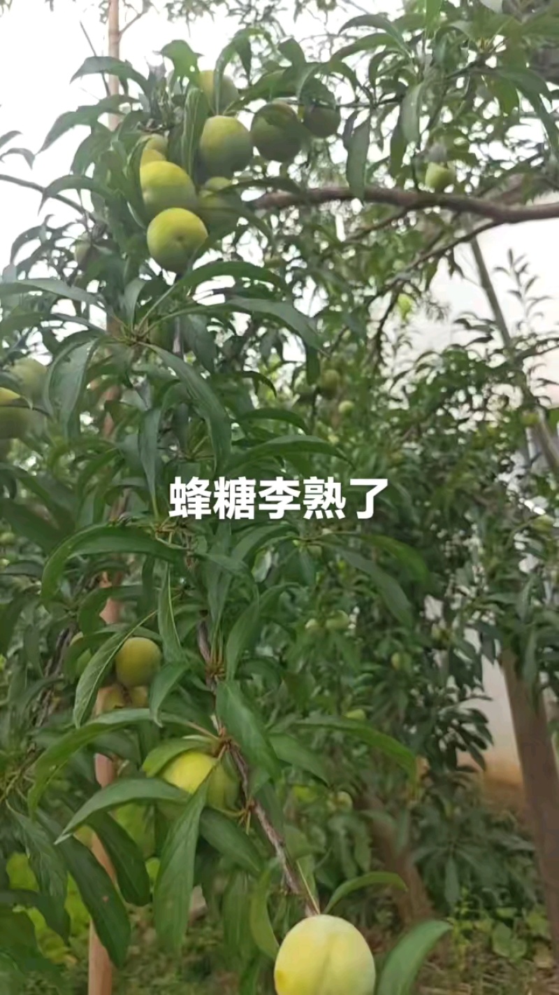 蜂糖李大果5斤装168元，小果5斤装128元