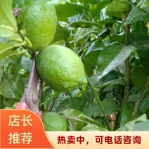 安岳青柠檬四川资阳自家果园现摘现发颗粒饱满清香