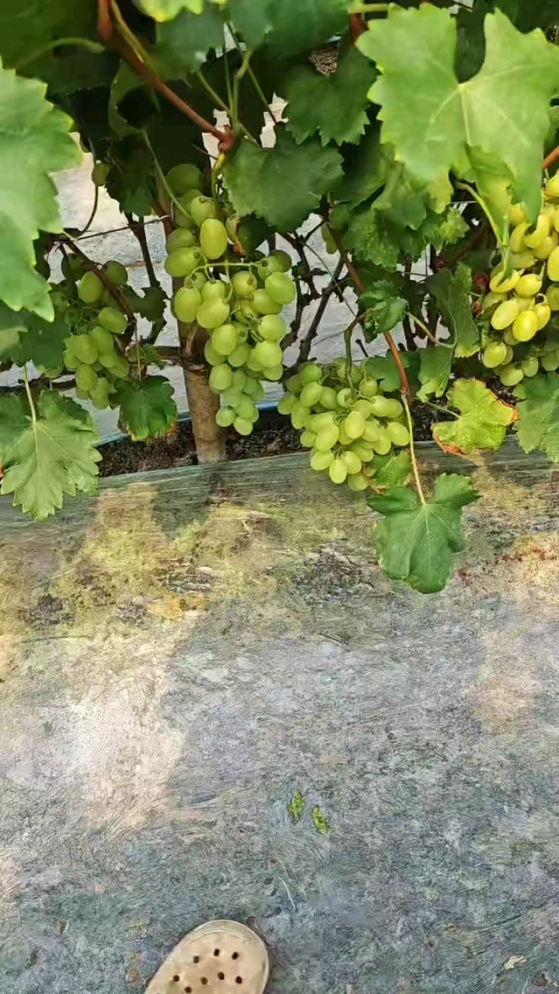 板车货饶阳维多利亚葡萄，酸甜可口大量供应