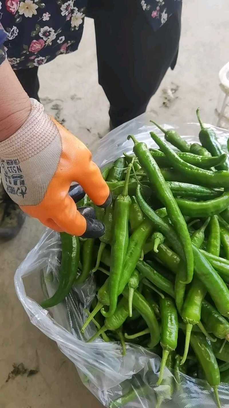 湘研55号辣椒，产地一手货源充足，量大从优哦价格美丽