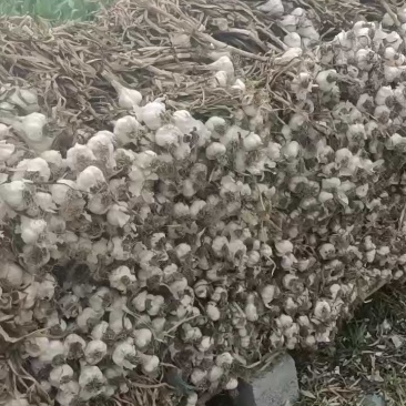 带苗蒜，苍山四六瓣扎蒜，带苗蒜，上市中有要的可联系收购