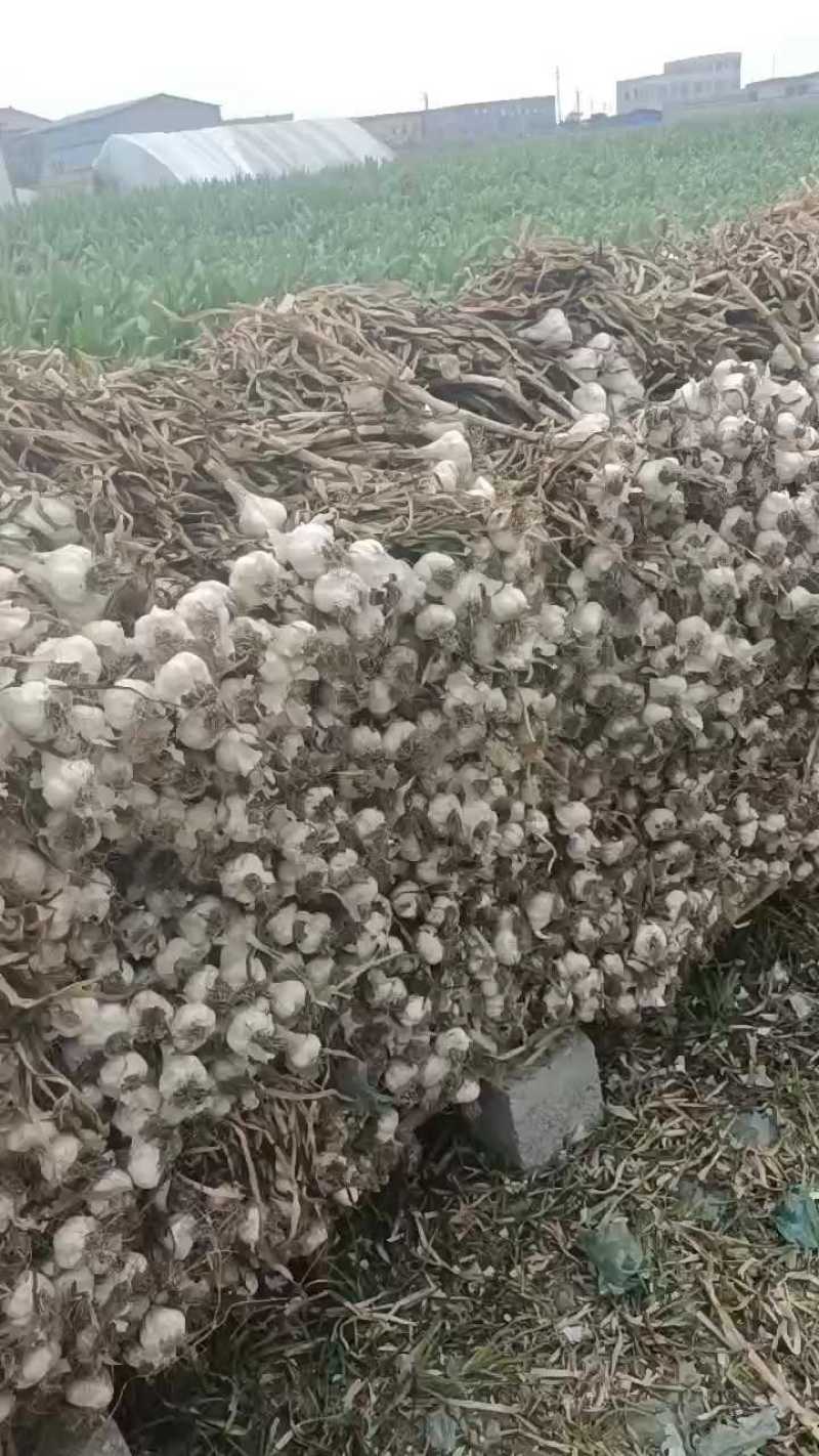 带苗蒜，苍山四六瓣扎蒜，带苗蒜，上市中有要的可联系收购